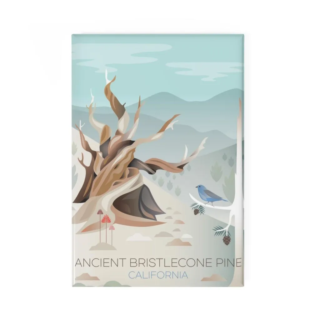 ANCIENT BRISTLECONE REFRIGERATOR MAGNET